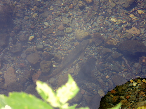 DSCN0993.JPG