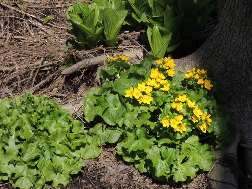 DSCN6331.JPG
