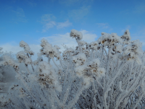 DSCN7390.JPG